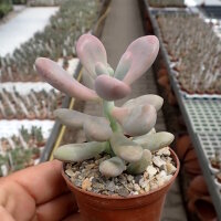 Graptopetalum amethystinum