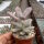 Graptopetalum amethystinum