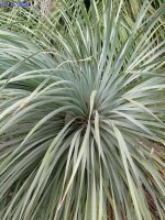 Dasylirion serratifolium