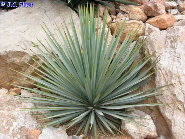 Yucca rigida Stamm 80-90 cm