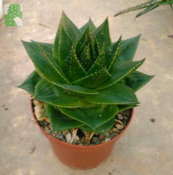 Aloe cosmo
