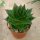 Aloe cosmo