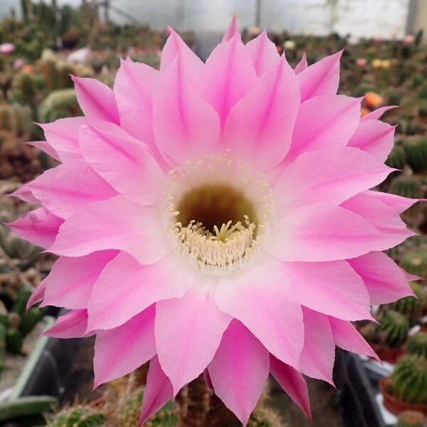 Echinopsis-Hybr. Lochinvar Schick Hybride