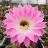 Echinopsis-Hybr. Lochinvar Schick Hybride