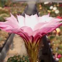 Echinopsis-Hybr. Lochinvar Schick Hybride