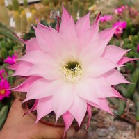Echinopsis-Hybr. Lochinvar Schick Hybride
