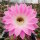 Echinopsis-Hybr. Lochinvar Schick Hybride