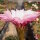 Echinopsis-Hybr. Lochinvar Schick Hybride