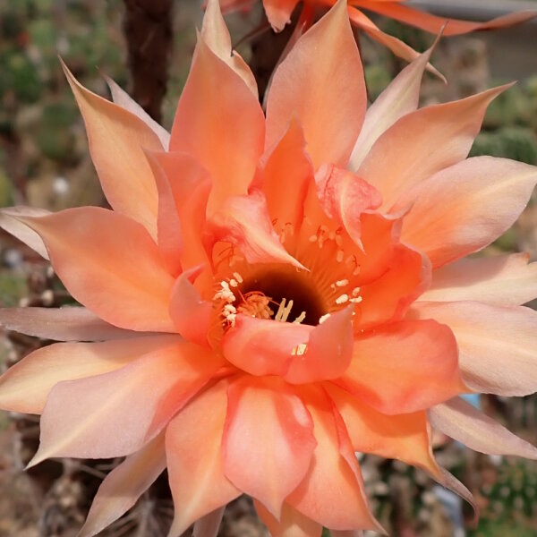 Echinopsis-Hybr. Machu Pichu 325