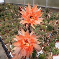 Echinopsis-Hybr. Machu Pichu 325