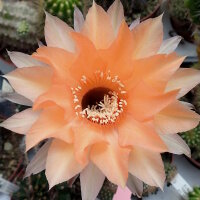 Echinopsis-Hybr. Machu Pichu 325