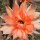 Echinopsis-Hybr. Machu Pichu 325