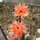 Echinopsis-Hybr. Machu Pichu 325