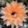 Echinopsis-Hybr. Machu Pichu 325