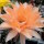 Echinopsis-Hybr. Machu Pichu 325