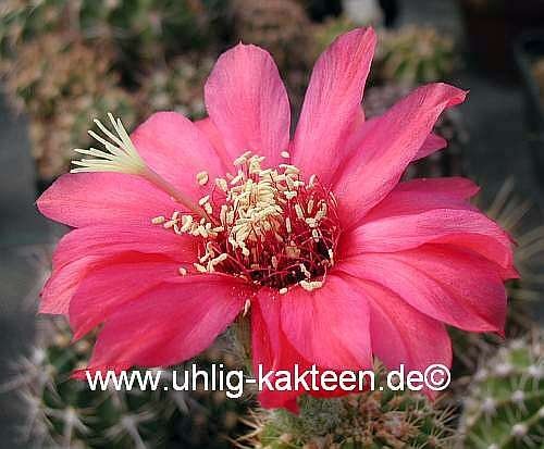 Echinopsis-Hybr. Paracas Serie 308