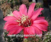 Echinopsis-Hybr. Paracas Serie 308