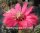 Echinopsis-Hybr. Paracas Serie 308