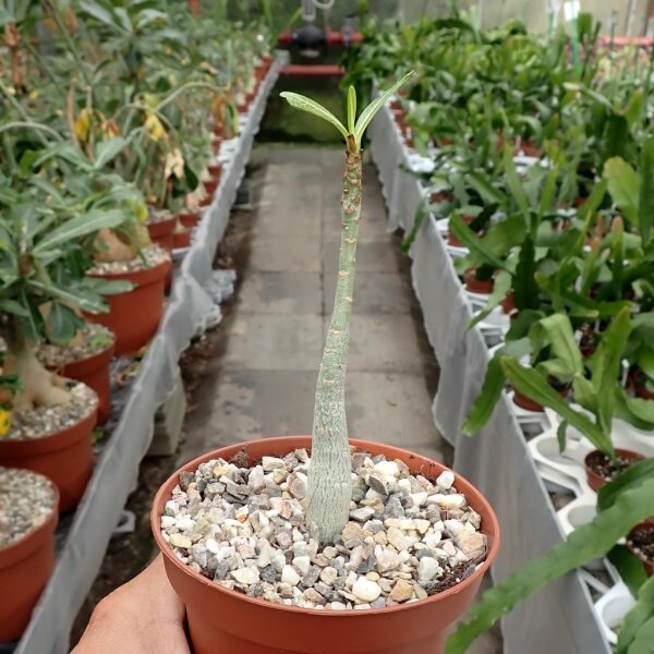 Adenium somalense v. nova Tansania