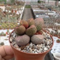 Adromischus marianiae fo. herrei cv. SH Rust