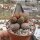 Adromischus marianiae fo. herrei cv. SH Rust