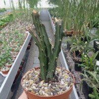 Selenicereus spinulosus