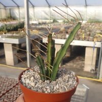 Selenicereus spinulosus