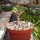 Adenium boehmianum