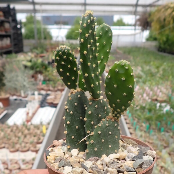 Tacinga subcylindrica