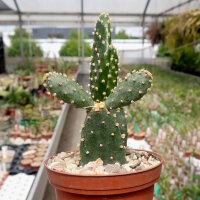 Tacinga subcylindrica