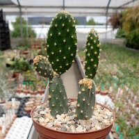 Tacinga subcylindrica