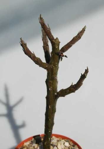 Rhytidocaulon macrolobum