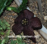 Rhytidocaulon ciliatum RH 265