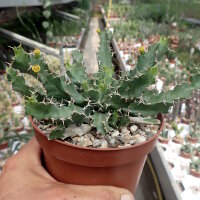 Euphorbia brevitorta Kenya