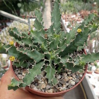 Euphorbia brevitorta Kenya