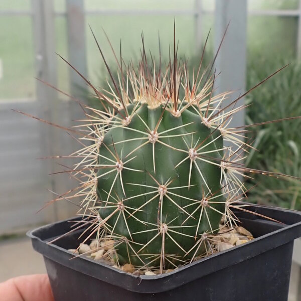 Echinocereus coccineus ssp. rosei (dw)