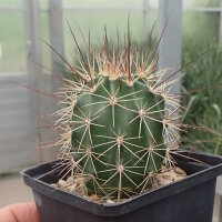 Echinocereus coccineus ssp. rosei (dw)