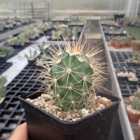 Echinocereus coccineus ssp. rosei (dw)