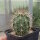 Echinocereus coccineus ssp. rosei (dw)