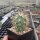 Echinocereus coccineus ssp. rosei (dw)