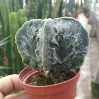 Astrophytum myriostigma fo. glabrum cv. Fukuryu