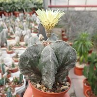 Astrophytum myriostigma fo. glabrum cv. Fukuryu