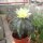 Astrophytum myriostigma fo. glabrum cv. Fukuryu