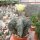 Astrophytum myriostigma fo. glabrum cv. Fukuryu