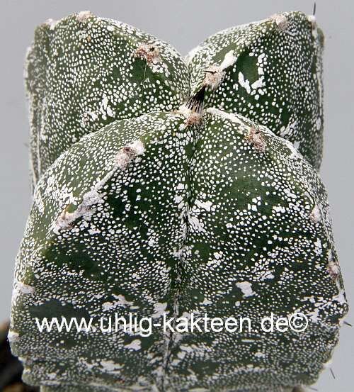 Astrophytum myriostigma cv. Hakuun quadricost. gepfr.