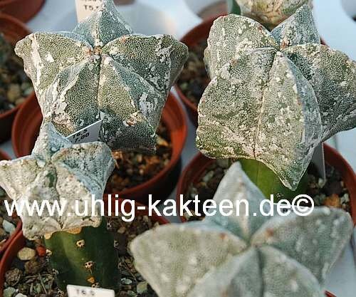 Astrophytum myriostigma cv. Hakuun gepfr.