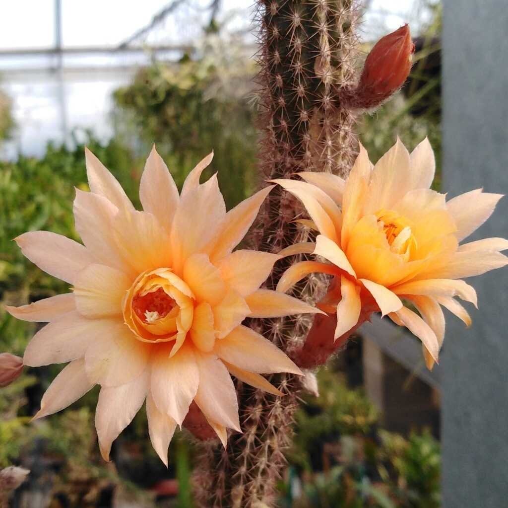 Hildewintera aureispina-Hybr. Humkes Röschen | Blüte gelb-orange-lach ...