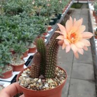 Hildewintera aureispina-Hybr. Humkes Röschen