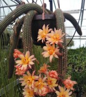 Hildewintera aureispina-Hybr. Humkes Röschen