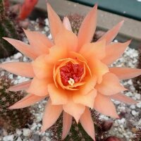 Hildewintera aureispina-Hybr. Humkes Röschen
